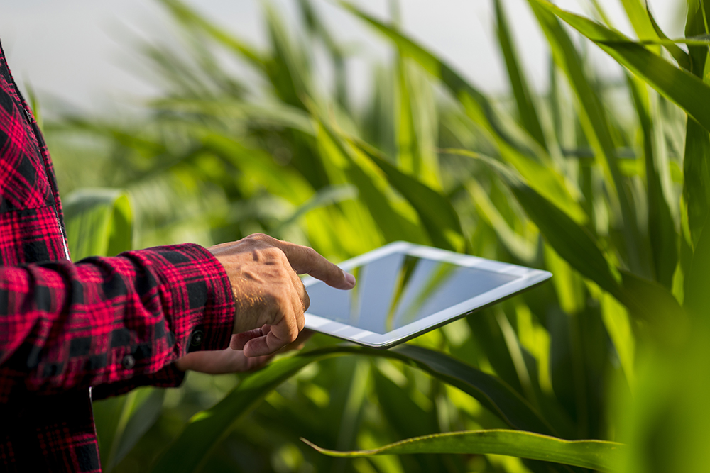 Farmer with tablet in field